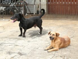 câncer de mama animais outubro rosa pet curitiba