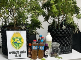 Polícia vai atender chamado de briga e descobre plantação de maconha na Ilha do Mel