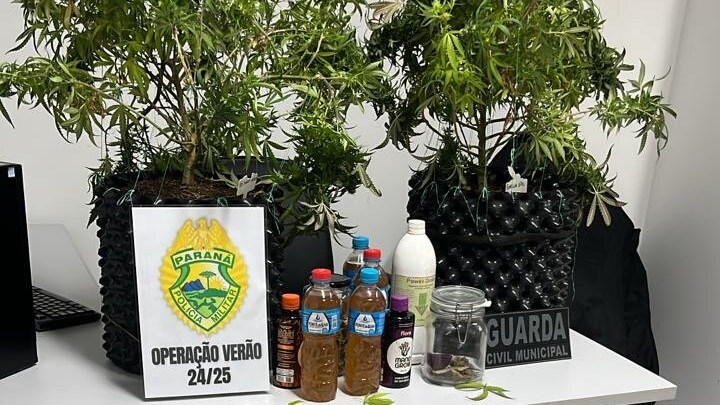 Polícia vai atender chamado de briga e descobre plantação de maconha na Ilha do Mel