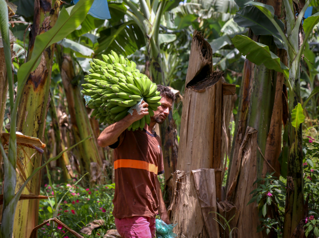 Chuvas provocaram perdas significativas nas plantações de banana do litoral