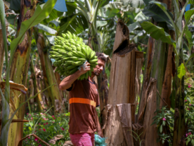 Deral aponta boas perspectivas para a tilápia e impactos das chuvas na banana