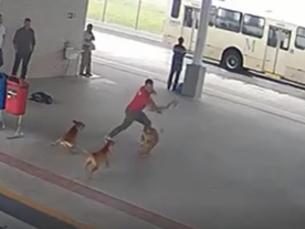 Homem usa machadinha para golpear cachorro no terminal de Piraquara; vídeo