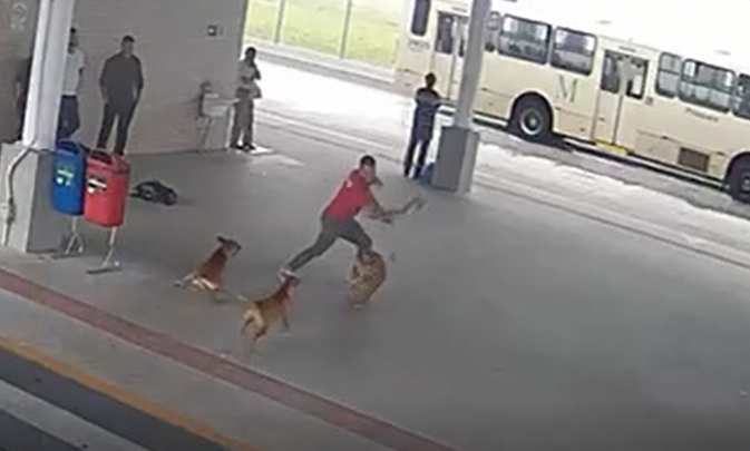 Homem usa machadinha para golpear cachorro no terminal de Piraquara