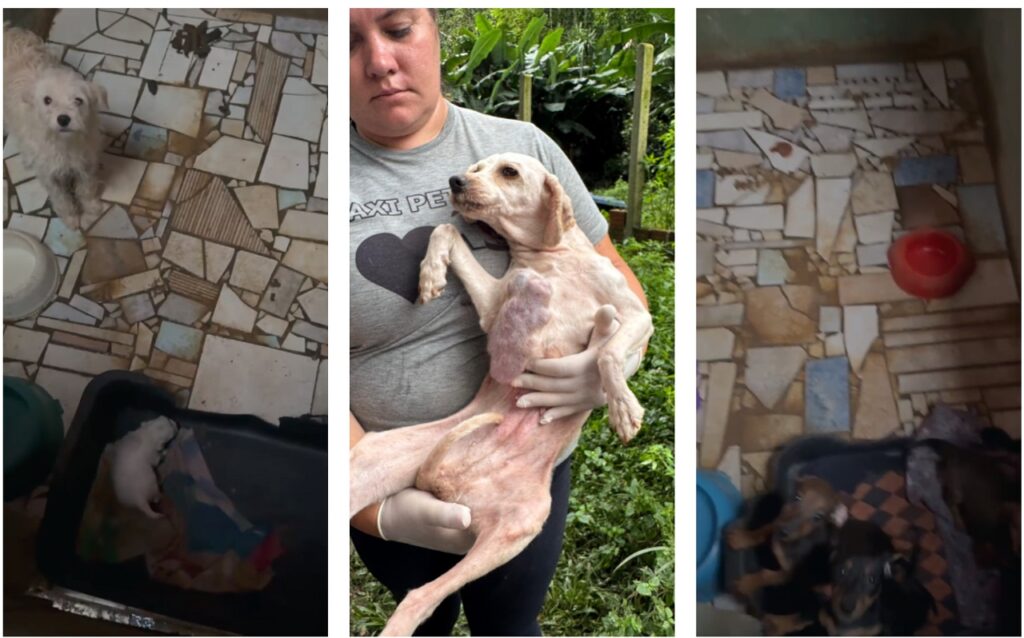 Mais de 130 cães são resgatados de canil em Bocaiúva do Sul (1)