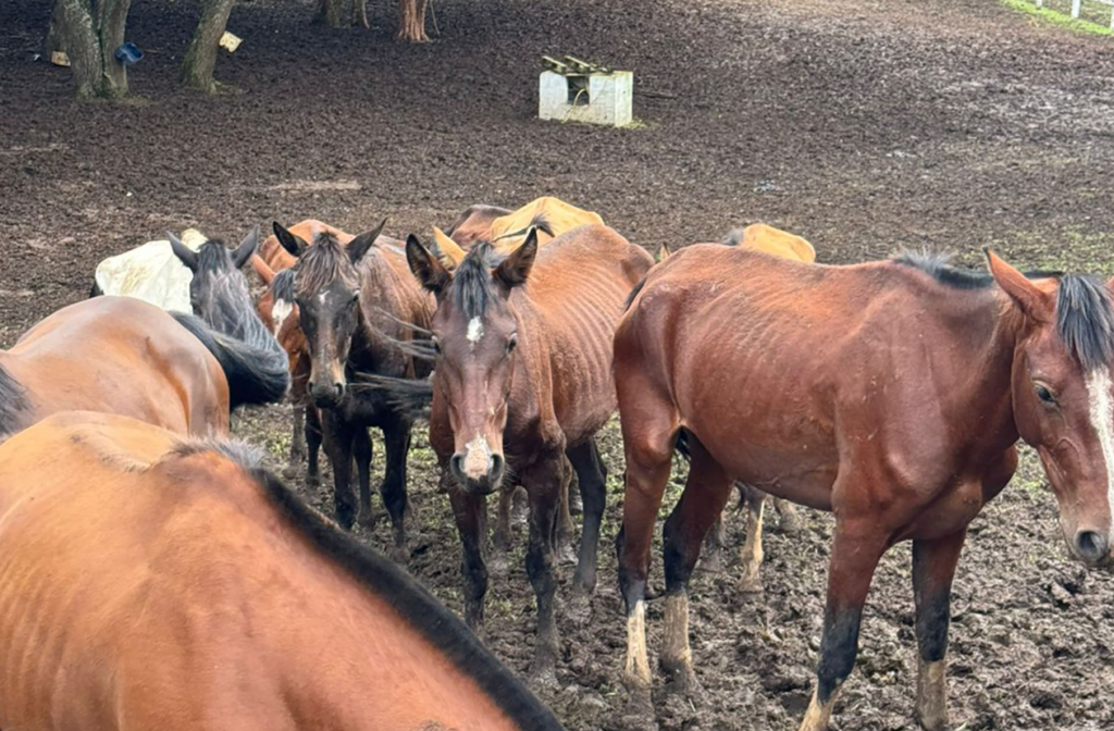 Mais de 40 cavalos são resgatados e responsável é preso em Piraquara