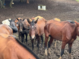 Mais de 40 cavalos são resgatados e tutor é preso em Piraquara