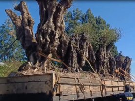 Oliveiras argentinas são apreendidas em Vitorino