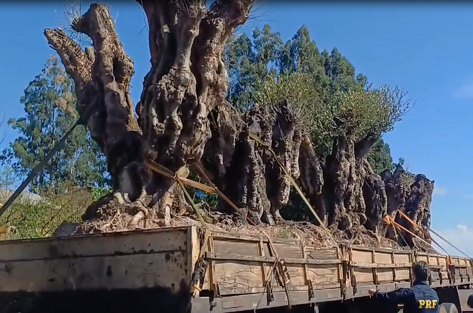 Oliveiras argentinas são apreendidas em Vitorino