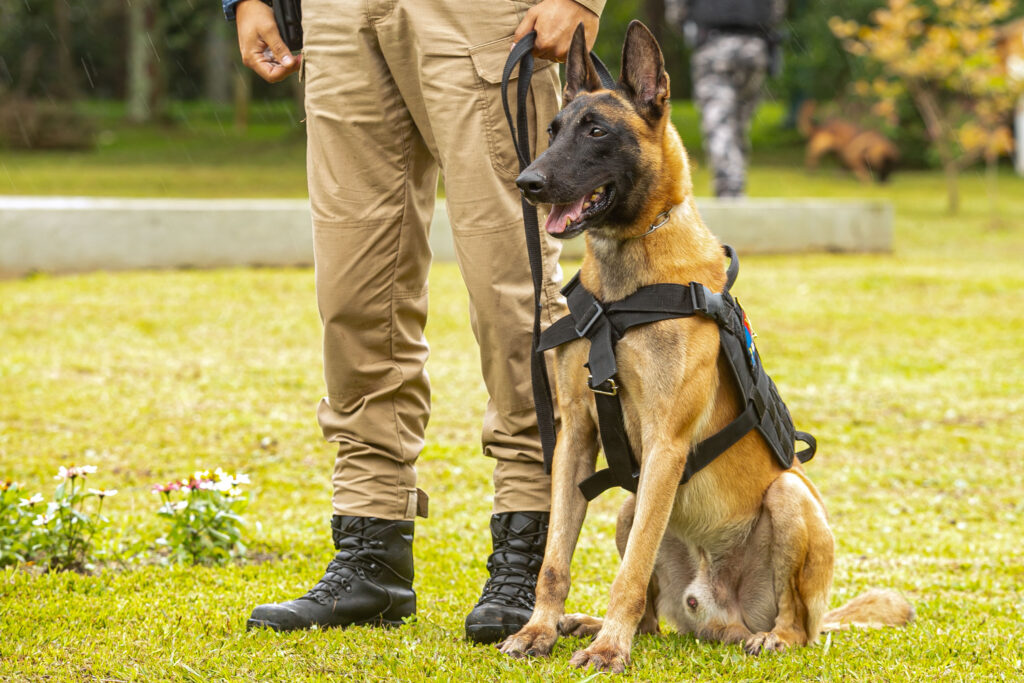 Paraná vai investir R$ 5,5 milhões na compra de cães para reforçar segurança