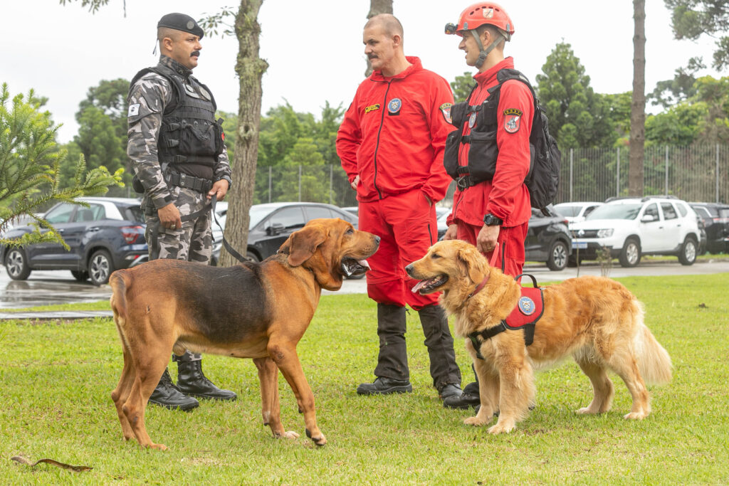 Paraná vai investir R$ 5,5 milhões na compra de cães policiais para reforçar segurança