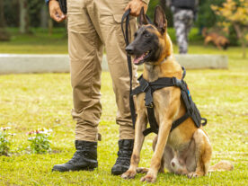 Paraná vai investir R$ 5,5 milhões na compra de cães policiais para reforçar segurança